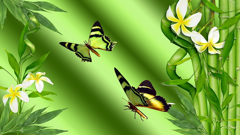 Bamboo and Butterflies, plumeria, firefox persona, butterflies, bamboo, tree, frangipani, butterfly, green, bright, shiny, HD wallpaper