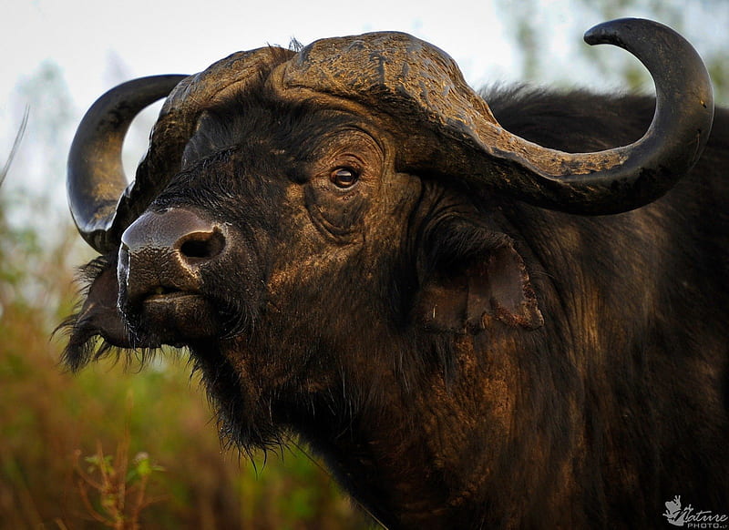 AFRICAN BUFFALO, big five, buffalo, animals, bushveld savannah, africa, HD wallpaper