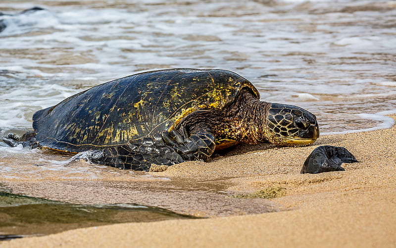 large turtle, beach, sand, ocean, turtles, HD wallpaper