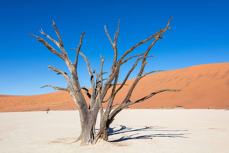 Deadvlei, Namib-Naukluft Park, Namibia, colors, sand, desert, sky, HD wallpaper