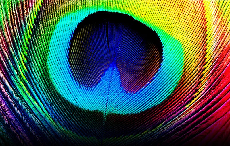 Rainbow Peacock Feather, peacock, fantasy, rainbow, feather, HD wallpaper