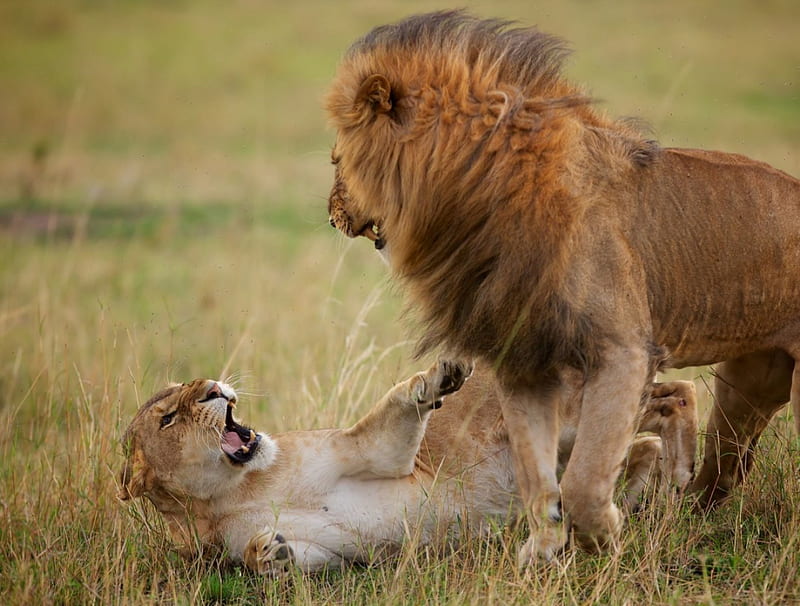 no means no !!!, king, male, female, predators, jungle, big cats, lions, HD wallpaper