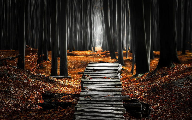 Pathway Into The Forest, HD wallpaper