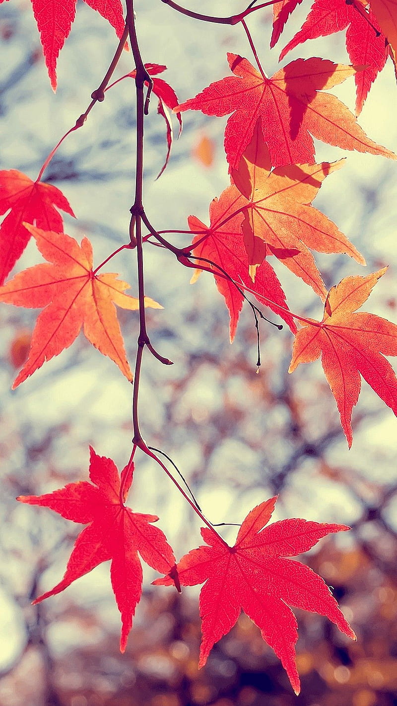 Maple Leaf , maple leaf, tree, HD phone wallpaper