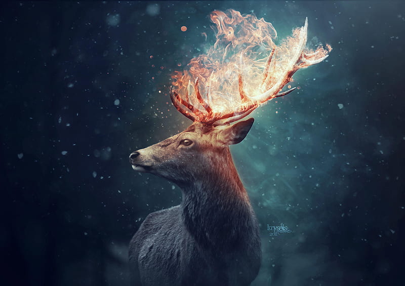 The deer, fire, fantasy, cerb, luminos, kryseis art, blue, horns, deer, orange, HD wallpaper