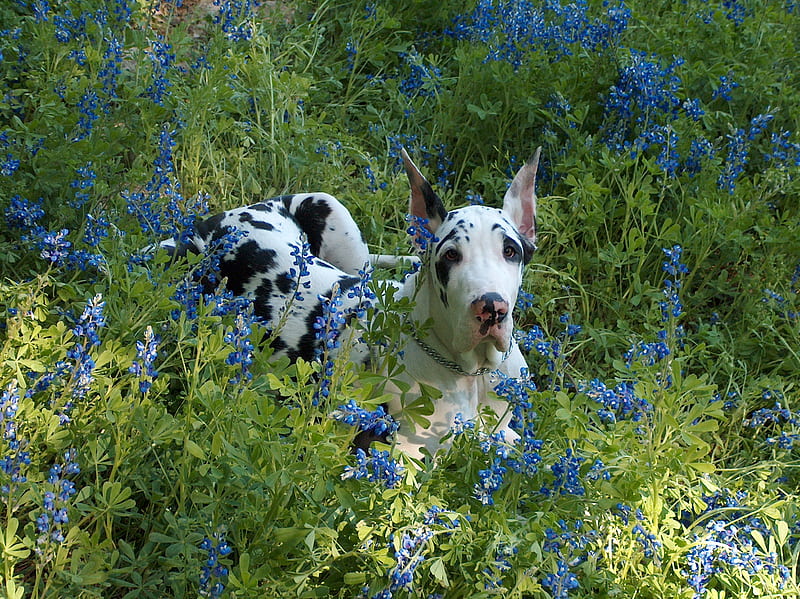 Great Dane in Texas Bluebonnets, flowers, bluebonnets, great dane, dog, HD wallpaper