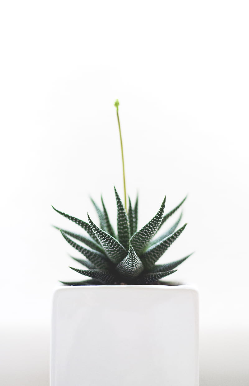 Aloe Vera plant on white vase, HD phone wallpaper