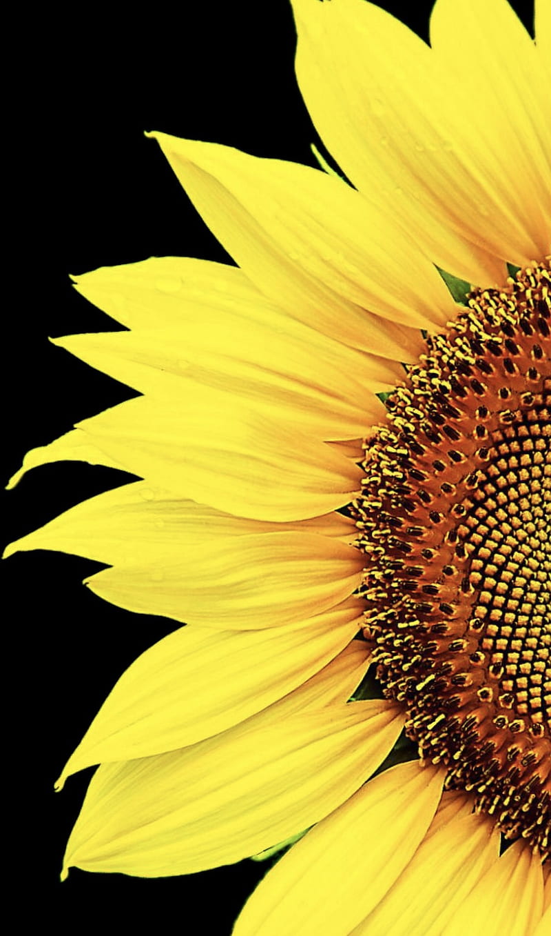 Girasol, cosmos, flor, naturaleza, sol, girasoles, amarillo, Fondo de  pantalla de teléfono HD | Peakpx
