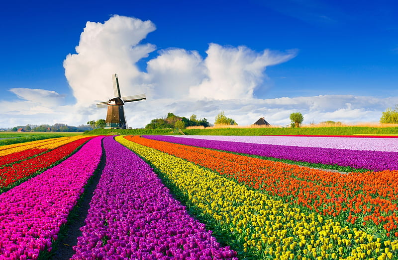 Holland tulips and windmill, flowers, tulips, spring, sky, field, Netherland, colorful, windmill, bonito, clouds, Holland, HD wallpaper