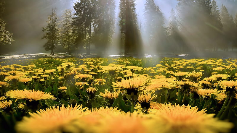 Lights On Daises Field Flowers Yellow Daises Nature Trees Fog