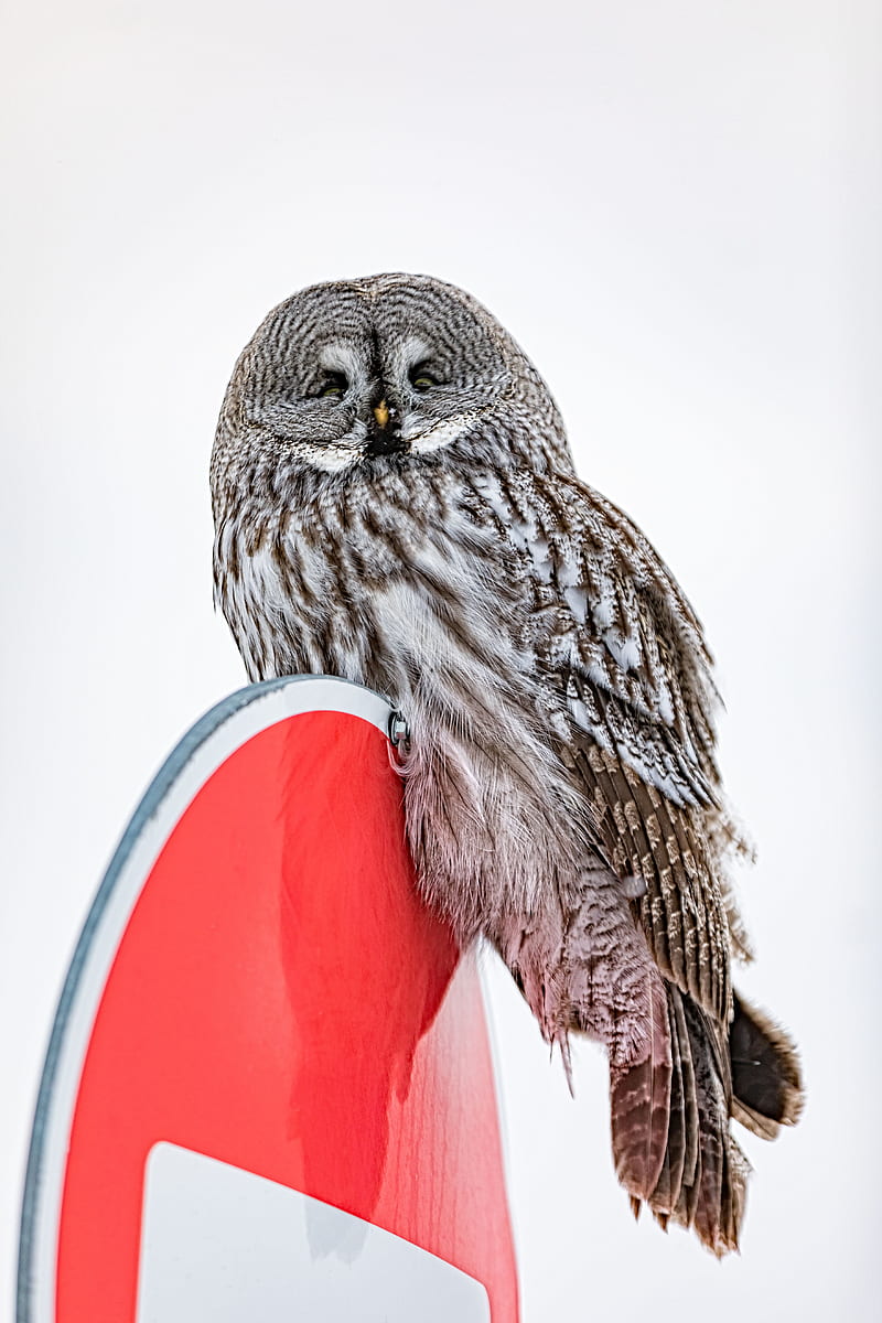 owl, bird, feathers, watching, HD phone wallpaper