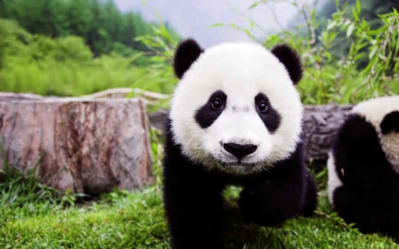 panda, japan, cute animals, bears, forest, wildlife, small panda, HD wallpaper
