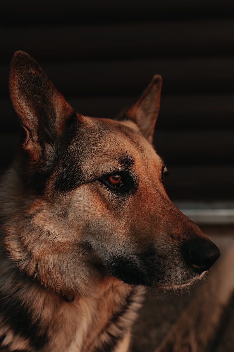dog, profile, pet, HD phone wallpaper