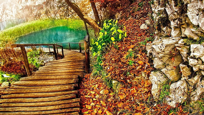 Wood Dock Leading To Pond Surrounded By Green Plants Dry Leaves Scenery, HD wallpaper