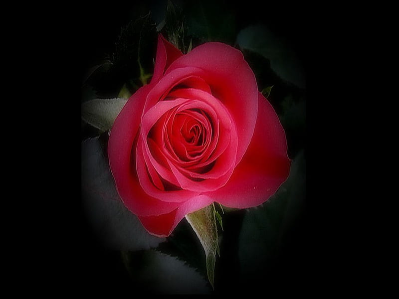 Dream Rose. jpg, perfect, red, dream, upclose, HD wallpaper | Peakpx