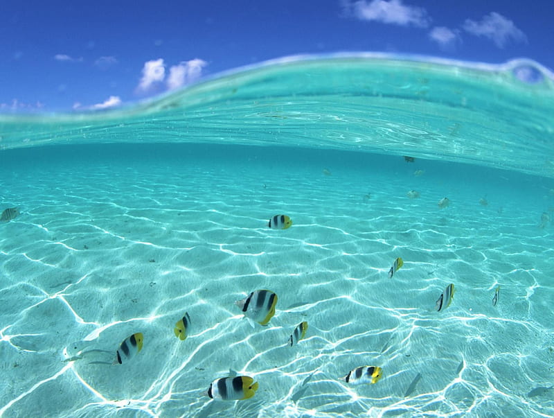 Clear Blue Lagoon - Marine Fish, polynesia, sandbank, reef, dive, fish, snorkel, lagoon, marine, aqua, blue, underwater, exotic, clear, hawaii, coral, shallow, paradise, island, tropical, HD wallpaper