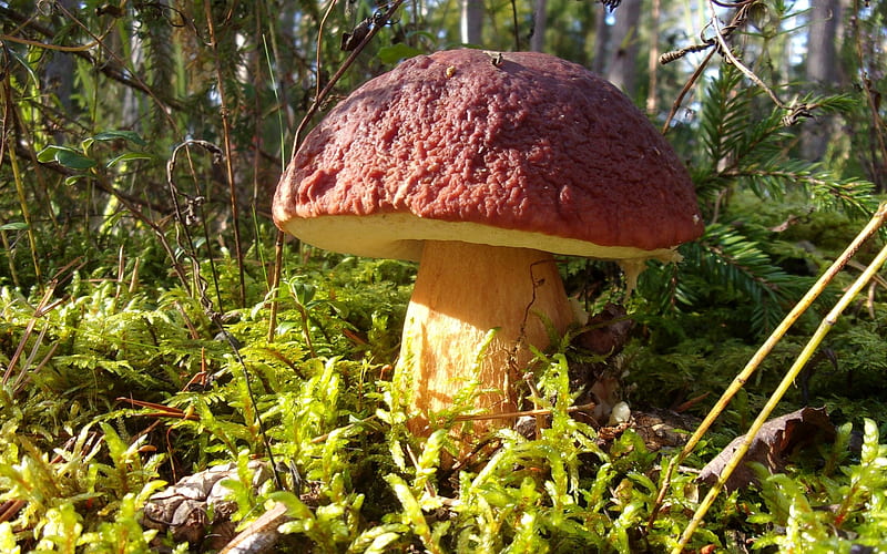 Great Boletus, Latvia, mushroom, moss, boletus, macro, HD wallpaper