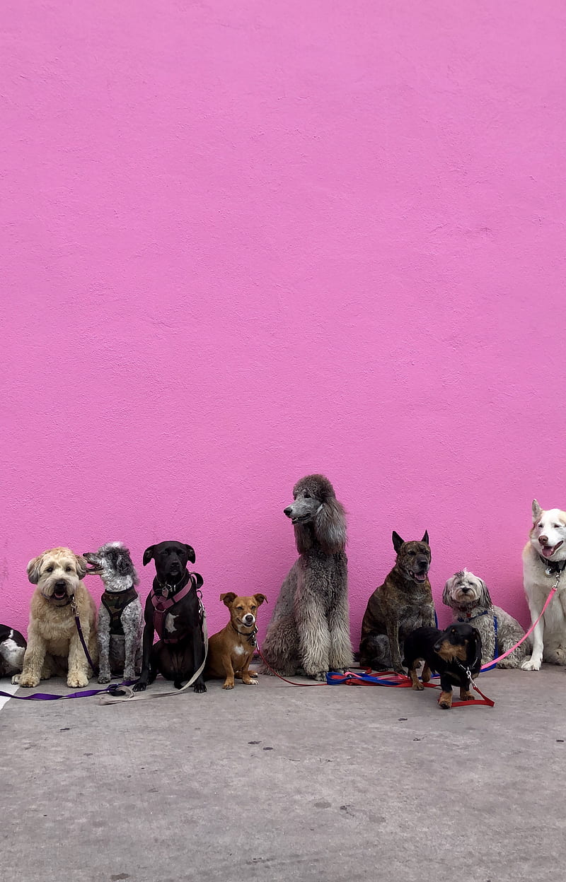 litter of dogs fall in line beside wall, HD phone wallpaper