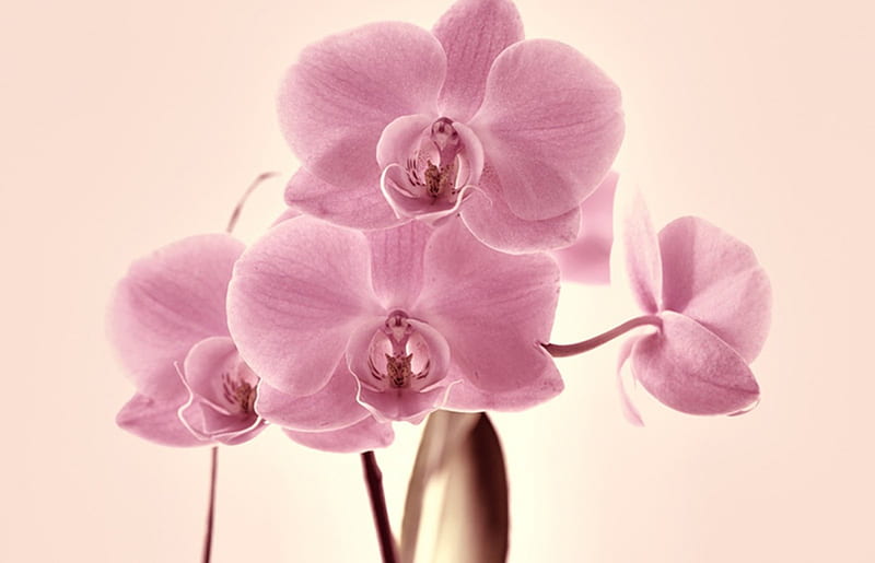 *, flower, flowers, pink, orchid, HD wallpaper | Peakpx