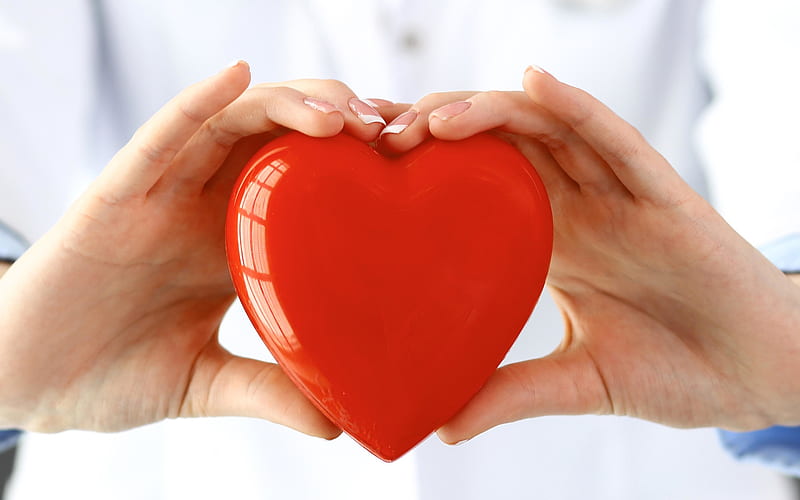 red heart in hands, cardiology, doctor with a heart in his hands, cardiologist, doctor, healthy heart concepts, medicine concepts, HD wallpaper