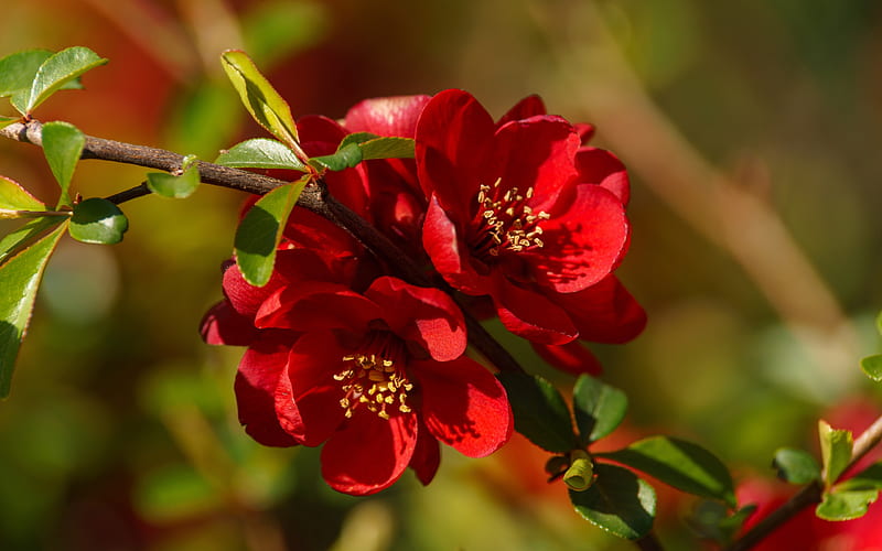 Quince blossom, blossom, red, quince, flower, spring, primavara, HD wallpaper
