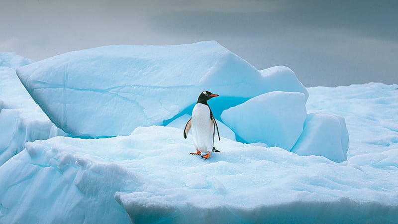 Penguin On Ice Island Animals, HD wallpaper