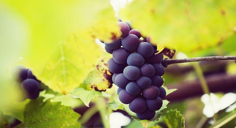 Nice Concord Grapes for Wine, wine, concord, abstract, sweet, round, grapes, leaves, green, purple, vines, nature, HD wallpaper