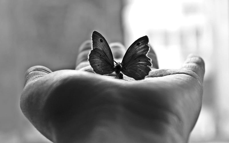 Hand and butterfly, hand, neautiful, window, butterfly, HD wallpaper