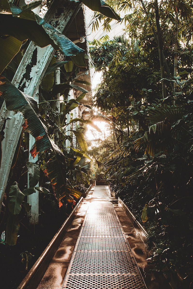 path, greenhouse, plants, leaves, HD phone wallpaper
