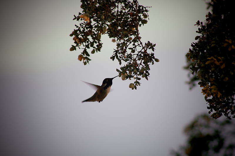 brown humming bird flying on mid air, HD wallpaper