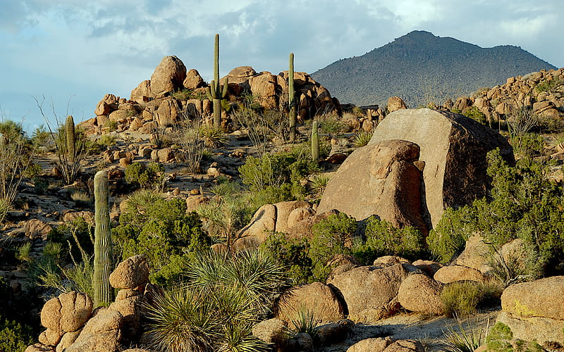 Mohave, mohave desert, desert, saguaro, mountains, arizona, cactus, HD wallpaper