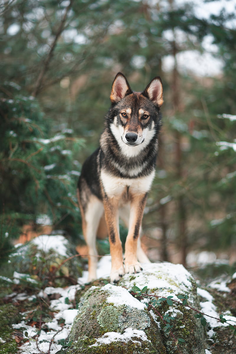 dog, wolf, sight, walk, HD phone wallpaper