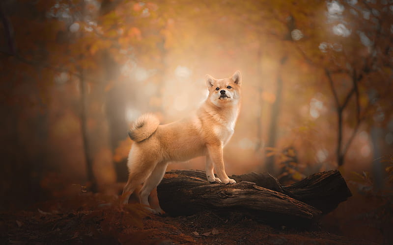Shiba Inu, orange dog, cute animals, forest, dog, autumn, Japanese dogs, HD wallpaper