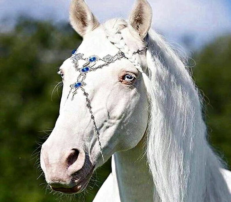 Albino Horse, White, Blue eyes, Horse, Albino, Jewlery, HD wallpaper