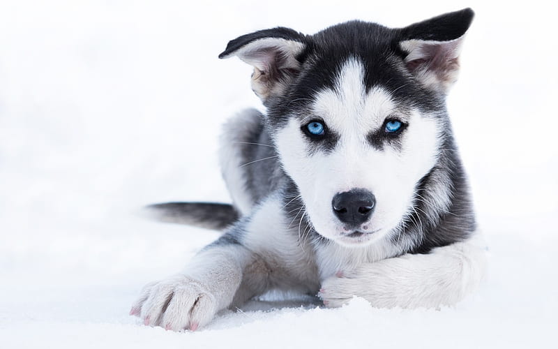 Husky puppy, small dog, cute animals, puppies, blue eyes, pets, husky, dogs, HD wallpaper