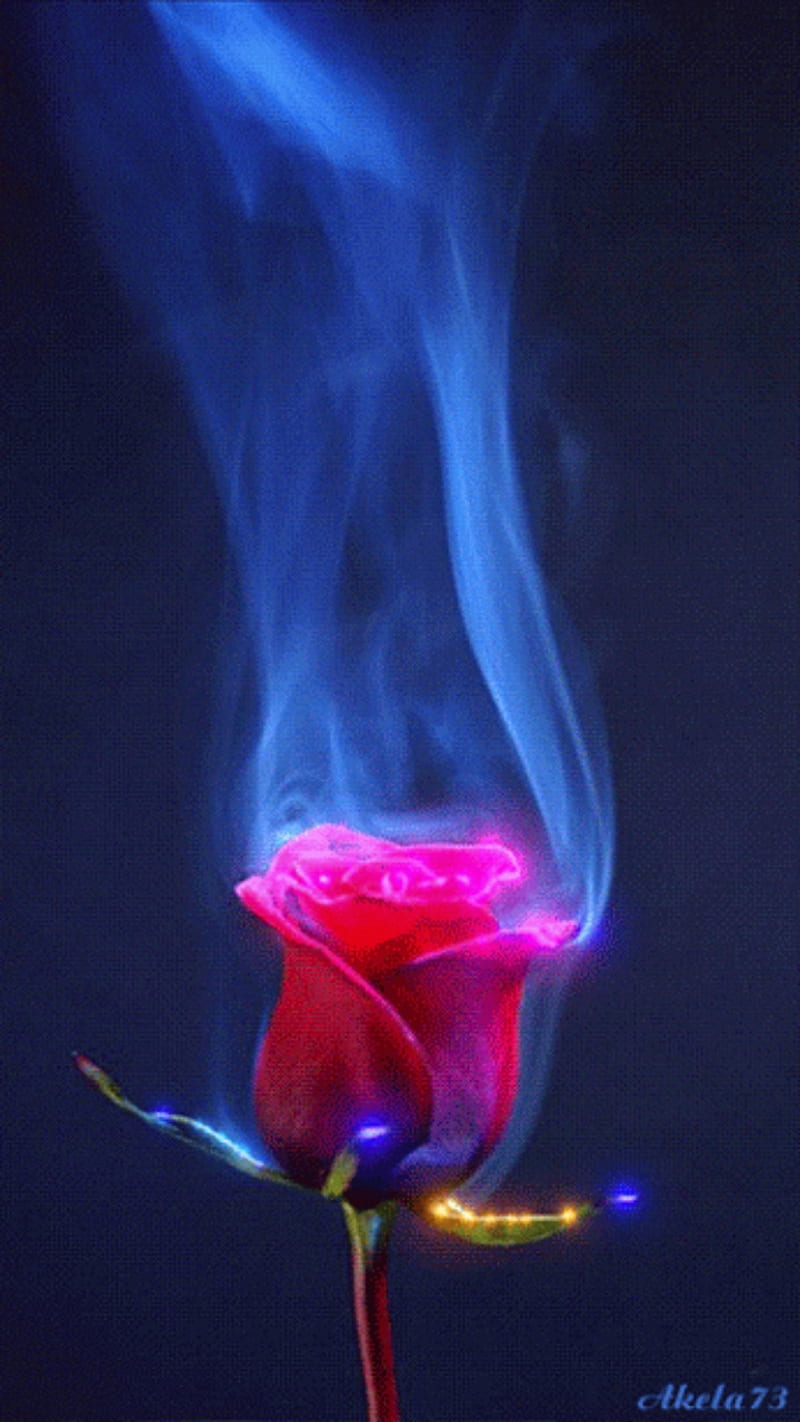 Rose flame, fire, flames, HD phone wallpaper