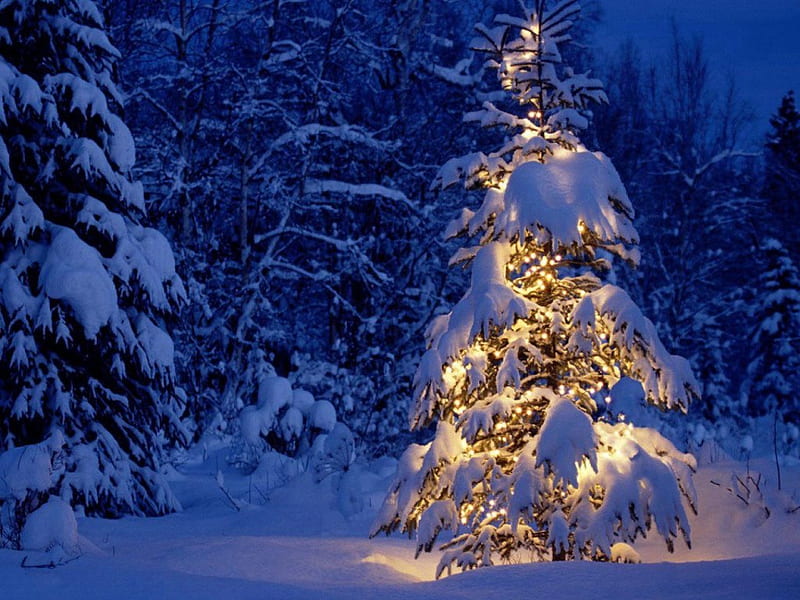 Brightness in the snow, forest, christmas tree, blue tones, lights, night,  HD wallpaper | Peakpx