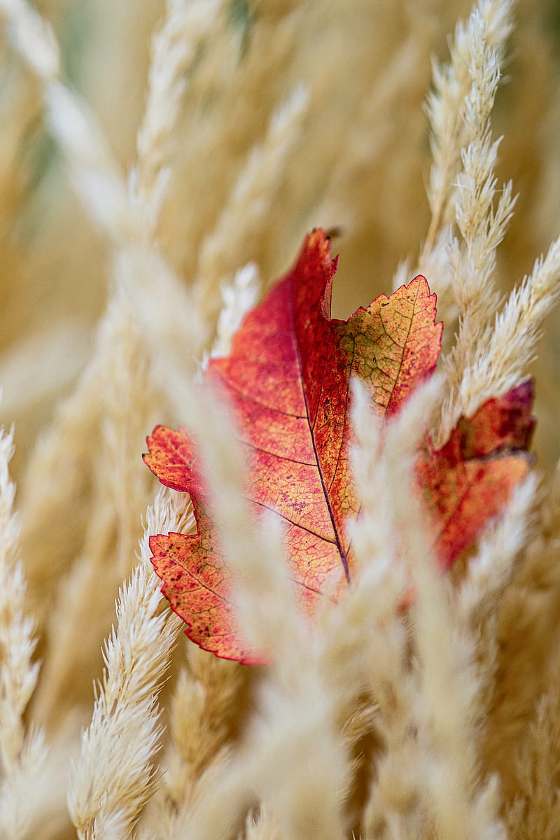 leaf, veins, ears, autumn, HD phone wallpaper