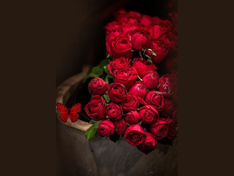 Roses, color on black, Super Eliana Rodrigues, all things red, album, grandma gingerbread, HD wallpaper