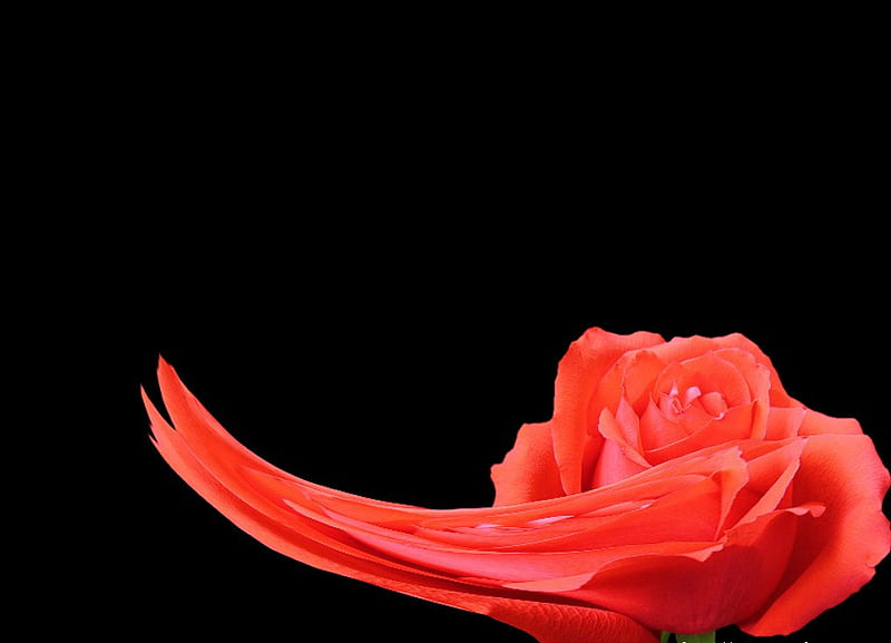 Rose in the wind, red, rose, black, petals, sweeping, HD wallpaper