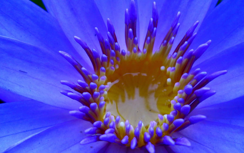 blue water lily-Flowers, HD wallpaper