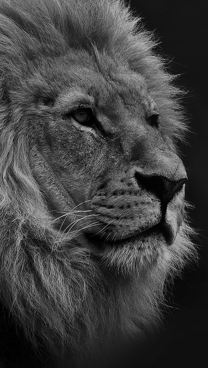 Lion, fs, HD phone wallpaper