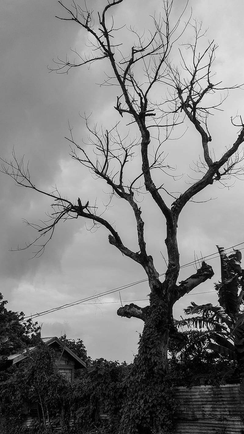 Dead tree, black, common, HD phone wallpaper | Peakpx