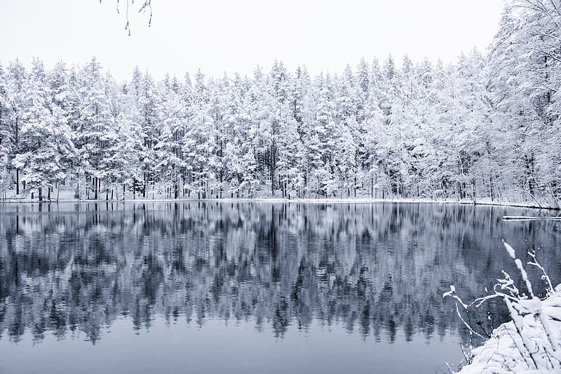 winter, forest, lake, snow, reflection, HD wallpaper