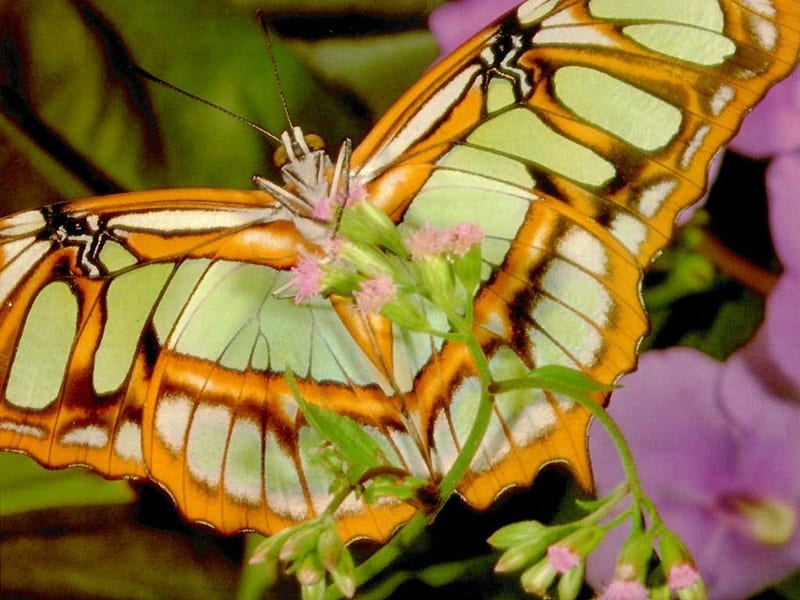 Untitled , butterfly, malachite, HD wallpaper