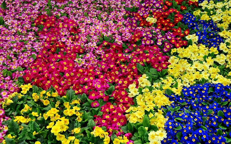 Nature, Flower, , Colorful, Primrose, HD wallpaper