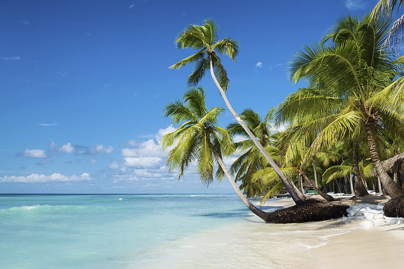 Summer Tropical, shore, palms, palm trees, sea, beach, sand, paradise ...