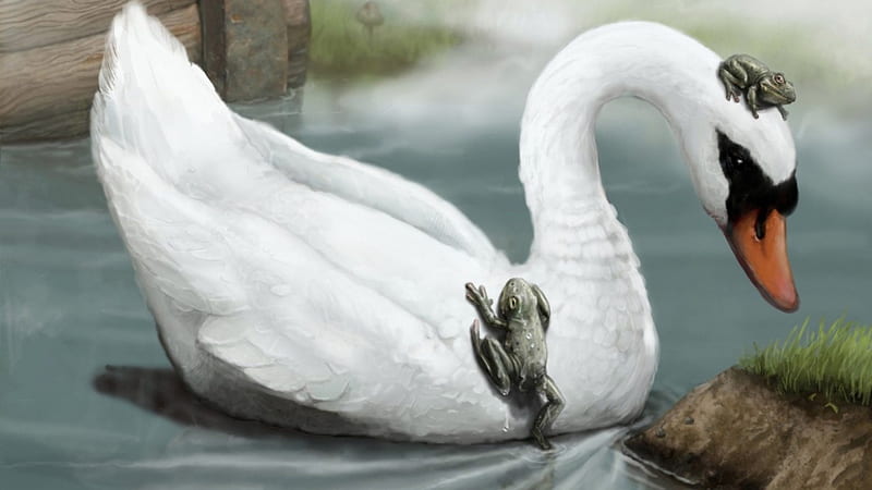 Swan and Frogs, pond, frogs, birds, wildlife, nature, swan, animals, HD wallpaper