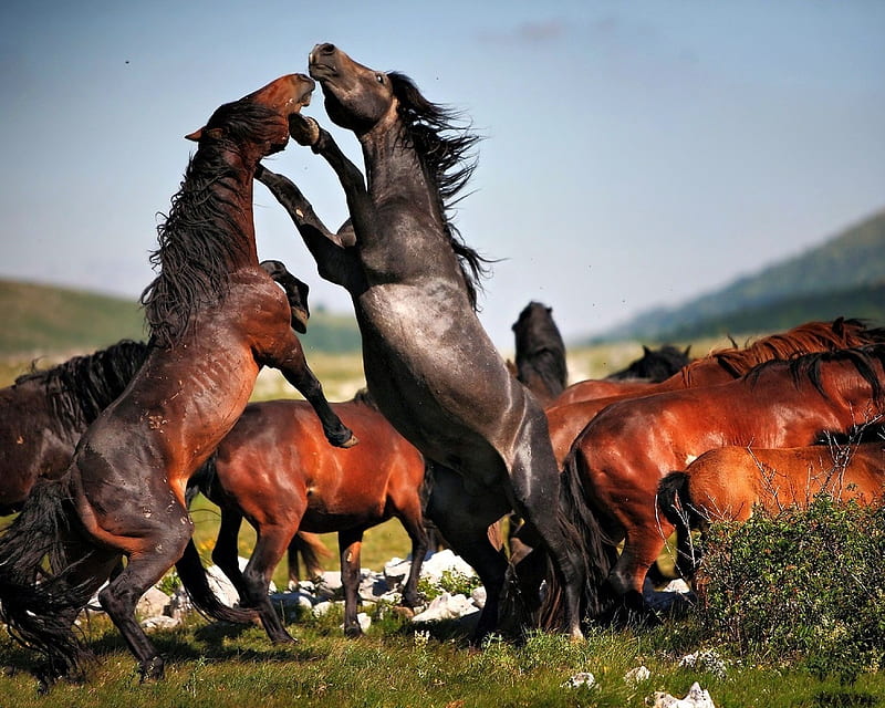 STRUGGLE, beauty, power, horse, animals, HD wallpaper
