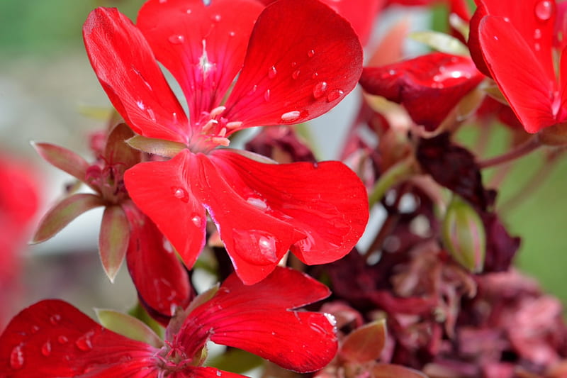 Rain Drenched Geranium, geraniums, raindrop, red geraniums, rainfall, HD wallpaper